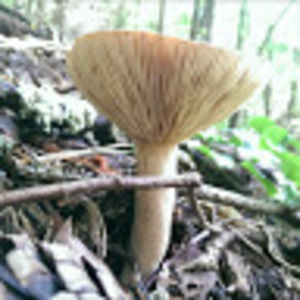 Meet your Posher, Alan